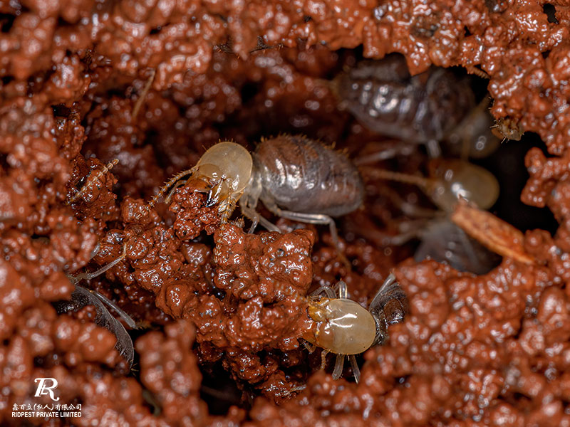What you need to know about termites Pest Control In Singapore